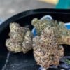 Blue-razzberry-strain