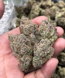 Looking for Santas Stash strain for sale online in USA