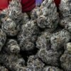 Looking For Sour lemons strain for sale online in USA